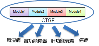 抗CTGF抗体                              风湿病、组织纤维化、癌症研究用