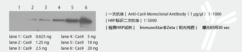 Cas9 单克隆抗体                              Anti-Cas9 Monoclonal Antibody