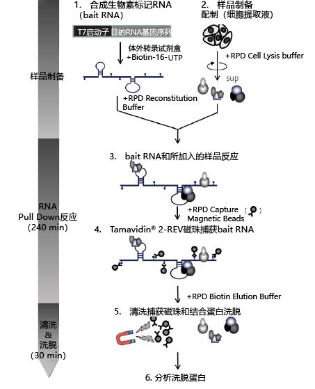 MagCapture™ RNA Pull Down 检测试剂盒