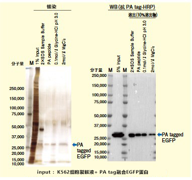 MagCapture™ HP抗PA tag抗体磁珠                              追加PA tag系列磁珠