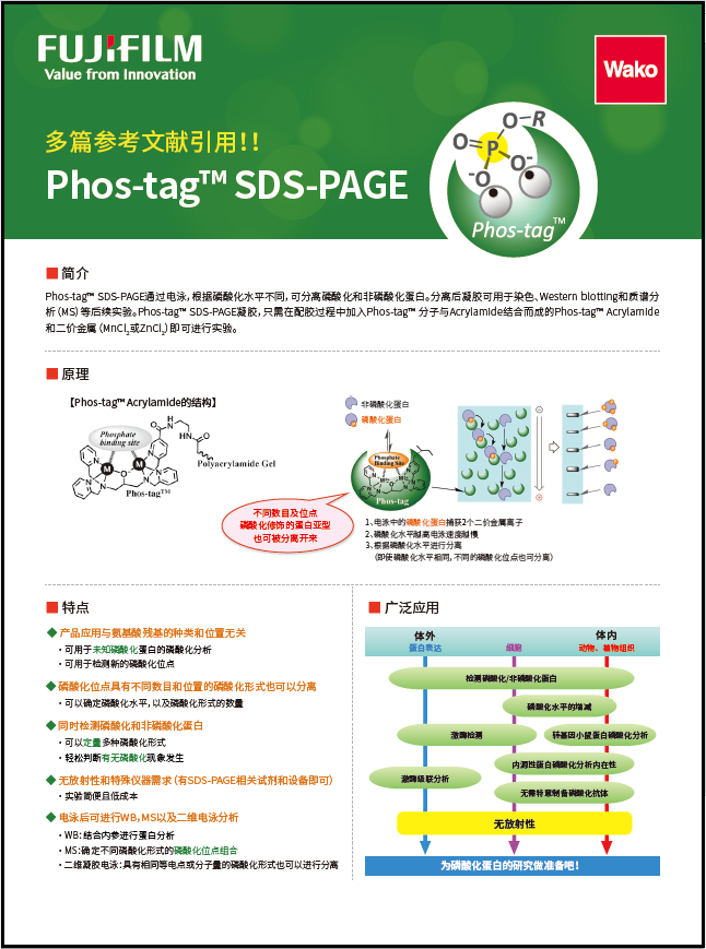SuperSep Phos-tag™ 预制胶                              SuperSep Phos-tag™