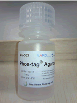 Phos-tag™ 琼脂糖                              Phos-tag™ Agarose