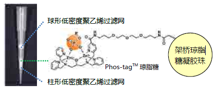 Phos-tag™ 琼脂糖枪头                              Phos-tag™ Tip