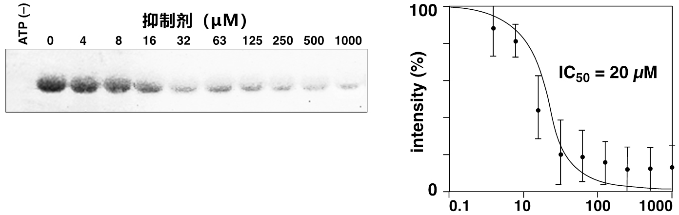 Phos-tag™ 凝胶荧光染料