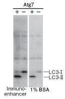 Immuno-enhancer                              仅需作为抗体稀释液即可起效！提高蛋白印迹和ELISA的检测灵敏度。