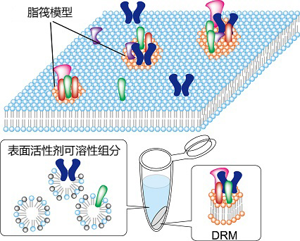 UltraRIPA 脂筏提取缓冲液套装                              UltraRIPA kit for Lipid Raft