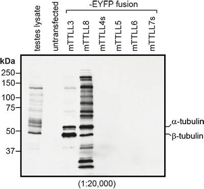 抗微管蛋白（甘氨酰化），多克隆抗体（Gly-pep1）                              anti-Tubulin (glycylated), pAb (Gly-pep1)