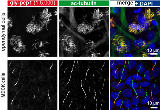 抗微管蛋白（甘氨酰化），多克隆抗体（Gly-pep1）                              anti-Tubulin (glycylated), pAb (Gly-pep1)