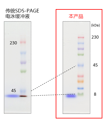 AllView PAGE Buffer                              可大范围分离的SDS-PAGE用电泳缓冲液