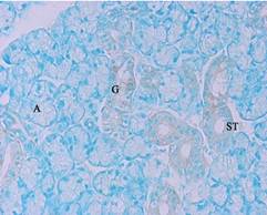 GenomONE® -Neo EX 仙台病毒包膜转染试剂                              GenomONE® -Neo EX HVJ-E  vials Transfection Reagents