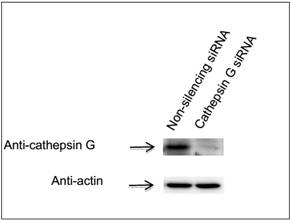 GenomONE® -Neo EX 仙台病毒包膜转染试剂                              GenomONE® -Neo EX HVJ-E  vials Transfection Reagents