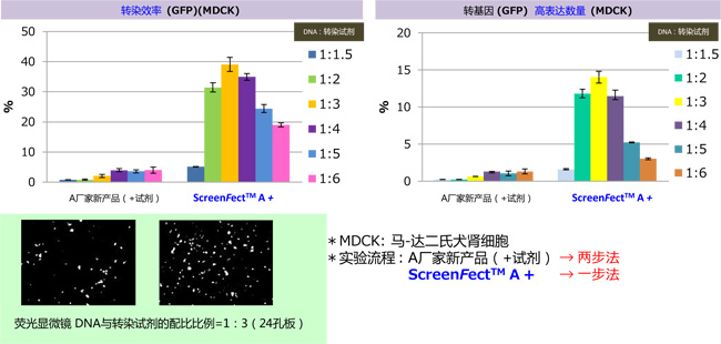 DNA & siRNA 转染试剂                              ScreenFect™ A plus