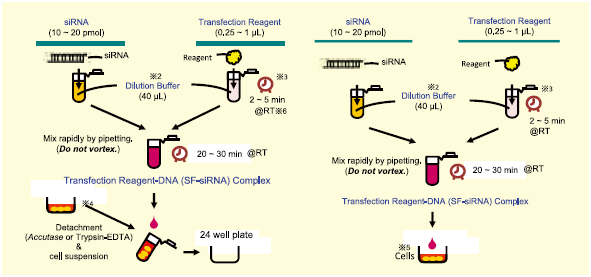 ScreenFect™ siRNA