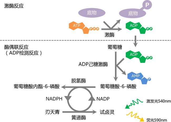 Fluorospark® 激酶/ADP 多重-检测试剂盒                               Fluorospark® Kinase/ADP Multi-Assay Kit