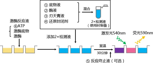 Fluorospark® 激酶/ADP 多重-检测试剂盒                               Fluorospark® Kinase/ADP Multi-Assay Kit