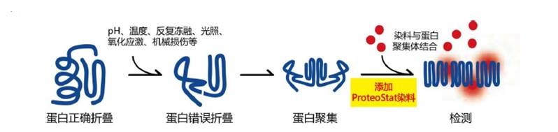 PROTEOSTAT® 蛋白聚集检测                              PROTEOSTAT® Protein aggregation assay