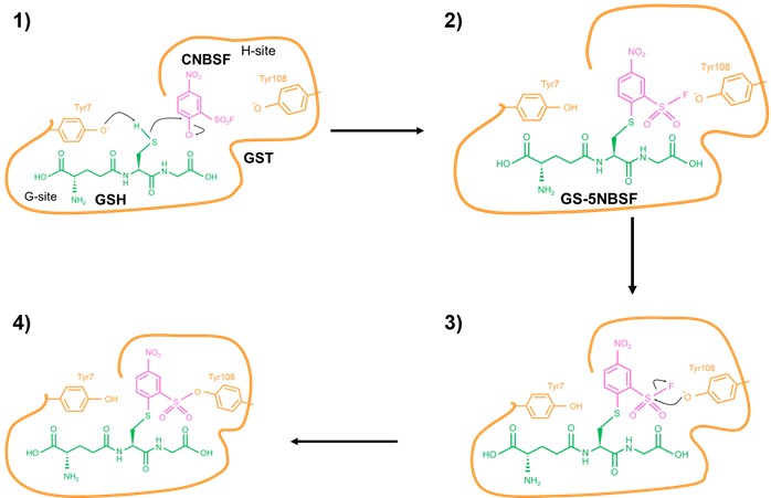 CNBSF ＜Irreversible GST Inhibitor＞                              可用于活细胞的不可逆GST抑制剂