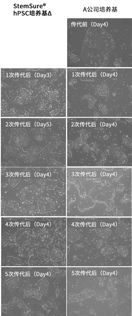 StemSure® hPSC培养基△                              人ES/iPS细胞 无饲养层无血清培养基
