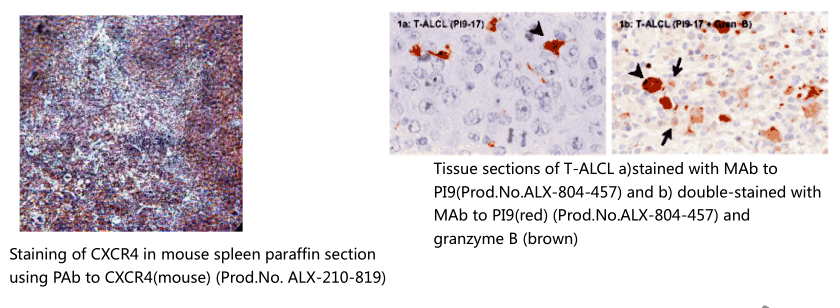 胚胎干细胞标记物                              Embryonic Stem Cell Markers