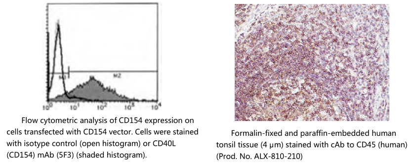 神经胶质原纤维酸性蛋白单克隆抗体（EB4）                              Glial fibrillary acidic protein, mAb (EB4)