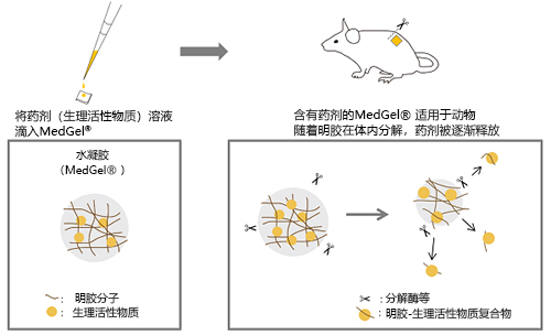 MedGel® Ⅱ系列