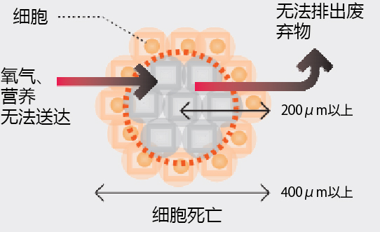 Cellnest μ-piece                              由人I型胶原蛋白重组多肽形成的新型细胞支架