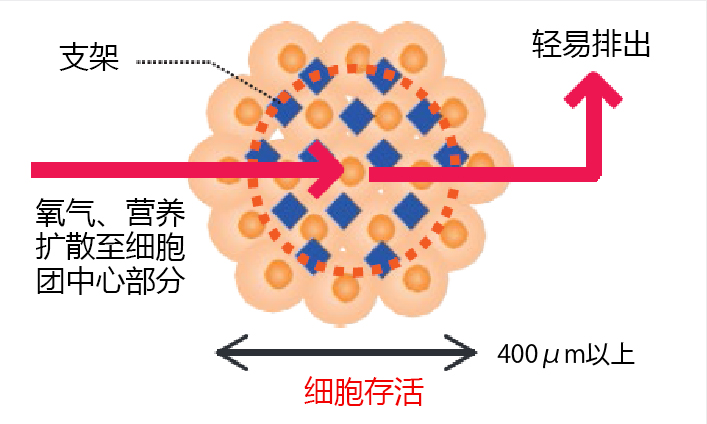 Cellnest μ-piece                              由人I型胶原蛋白重组多肽形成的新型细胞支架