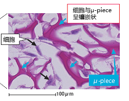 Cellnest μ-piece                              由人I型胶原蛋白重组多肽形成的新型细胞支架