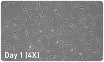 microRNA 增强试剂盒                              microRNA Booster Kit