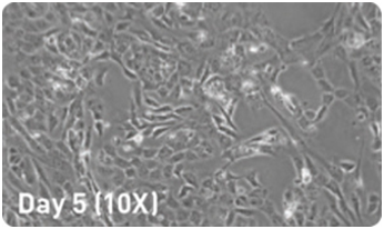 microRNA 增强试剂盒                              microRNA Booster Kit