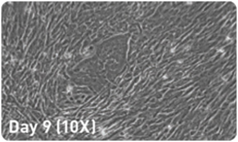 microRNA 增强试剂盒                              microRNA Booster Kit