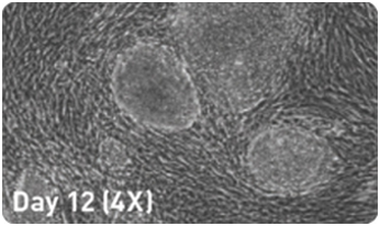 microRNA 增强试剂盒                              microRNA Booster Kit