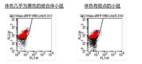 ES细胞・iPS细胞培养用血清代替品                              StemSure® Serum Replacement