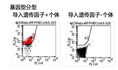 ES细胞・iPS细胞培养用血清代替品                              StemSure® Serum Replacement