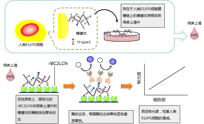 人ES/iPS 细胞检测试剂盒                              Human ES/iPS Cell Monitoring Kit