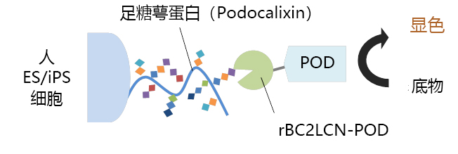 人ES/iPS细胞染色试剂盒-BF                              用于未分化细胞的高灵敏度染色，无需荧光显微镜