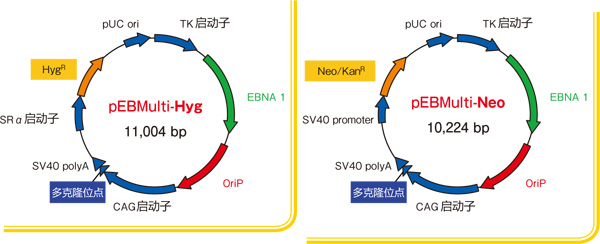 pEBMulti染色体外复制载体                               pEBMulti Vetcor