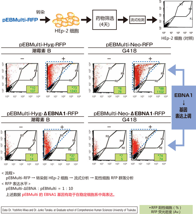 pEBMulti染色体外复制载体                               pEBMulti Vetcor