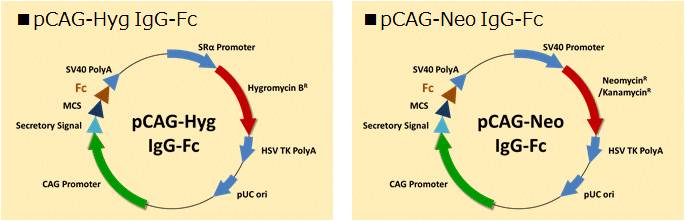 pCAG-Fc（Fc融合蛋白表达载体）                              pCAG-Hyg hIgG1-Fc