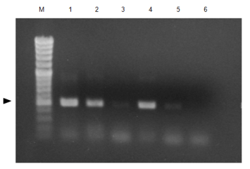 CellEase® II DNA快速提取试剂盒                               DNA extraction reagent : CellEase® II series