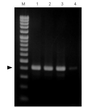 CellEase® II DNA快速提取试剂盒                               DNA extraction reagent : CellEase® II series