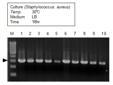 CellEase® II DNA快速提取试剂盒                               DNA extraction reagent : CellEase® II series