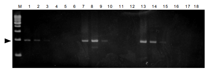 CellEase® II DNA快速提取试剂盒                               DNA extraction reagent : CellEase® II series