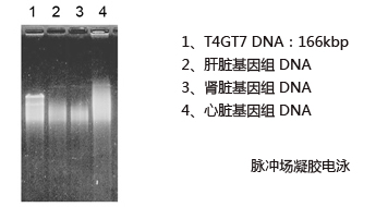 ISOTISSUE                              从动物组织提取DNA试剂盒