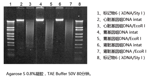 ISOTISSUE                              从动物组织提取DNA试剂盒