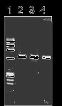 ISOTISSUE                              从动物组织提取DNA试剂盒