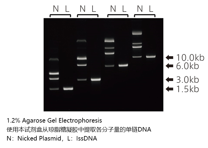 Long ssDNA Gel Extraction Kit                              长链单链DNA专用胶回收试剂盒