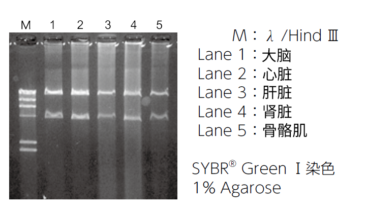 mtDNA Extractor® CT Kit                              提取组织 · 细胞 · 复合饲料中的线粒体DNA