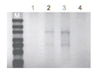 ISOIL for RNA                              从土壤提取RNA试剂盒