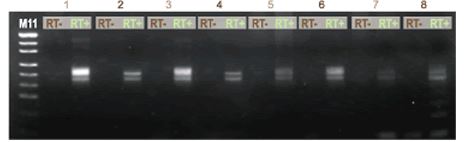 ISOIL for RNA                              从土壤提取RNA试剂盒